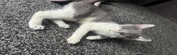 Mixed Breed cats for sale: Kitten for sale in Bradford - Advert 2