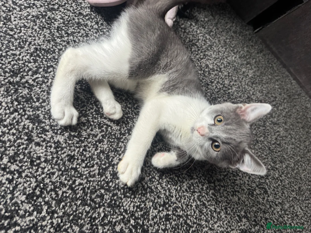 Mixed Breed cats for sale: Kitten for sale in Bradford - Advert 2