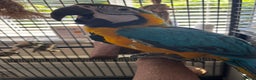 Parrots birds for sale: Blue and gold macaw  - Advert 1