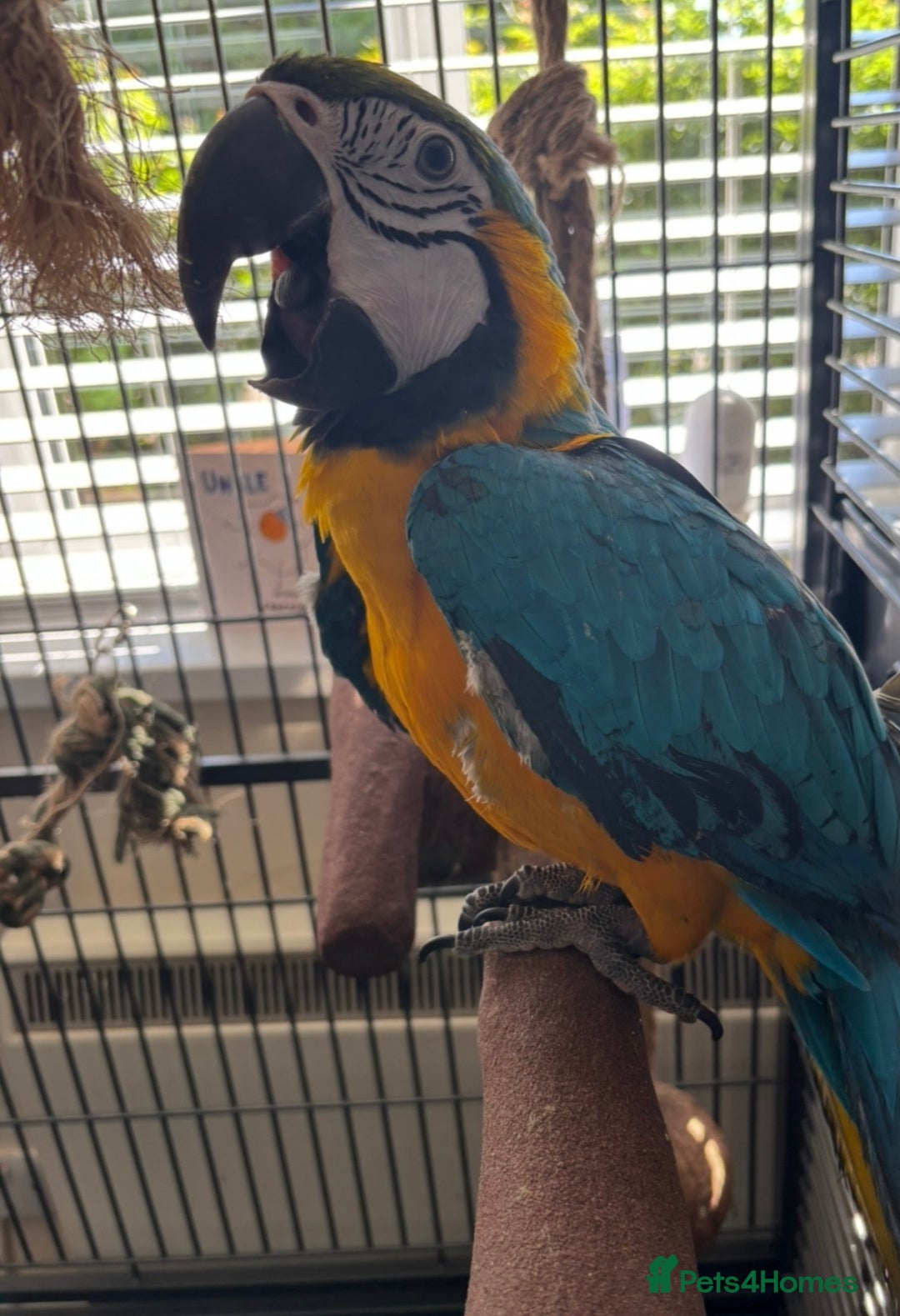 Parrots birds for sale: Blue and gold macaw  - Advert 1
