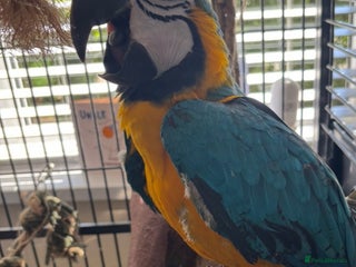 Parrots birds Blue and gold macaw - Advert 1