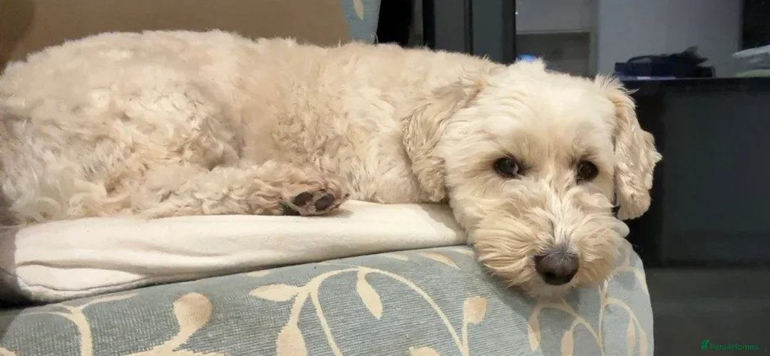 Maltipoo dogs for sale: Buddy - 3 year old Maltipoo - Advert 1