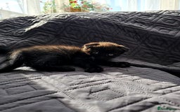 Mixed Breed cats for sale: Scottish Fold Kittens! Ready for loving home - Image 17