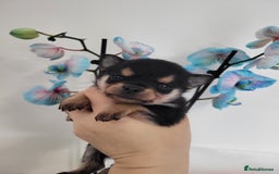 Chihuahua dogs for sale: 3 Male DWKC ** Chihuahuas  - Image 5