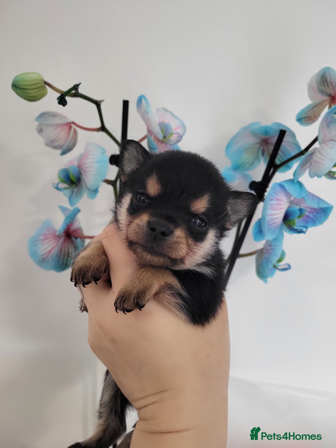 Chihuahua dogs for sale: 3 Male DWKC ** Chihuahuas  - Image 5