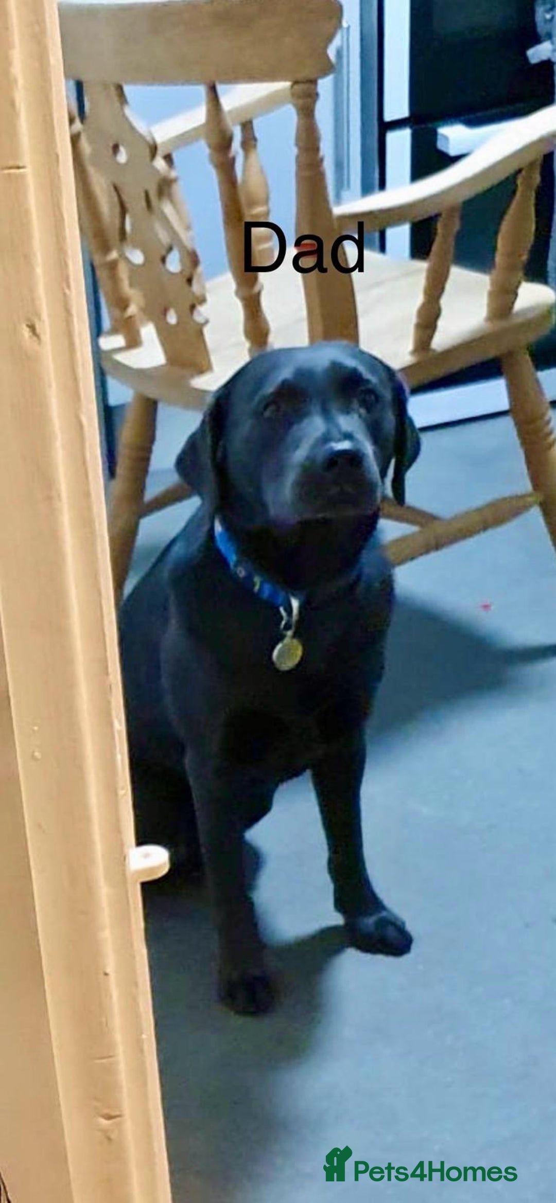 Labrador Retriever dogs for sale: Kc Silver & Charcoal Lab Puppies - Image 7