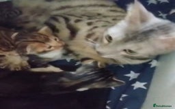 Bengal cats for sale: Half bengal half tabby kitten 17 weeks  - Image 8