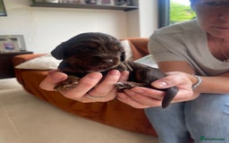 Cocker Spaniel dogs for sale:  KC Registered Working Cocker Spaniel Puppies - Image 28