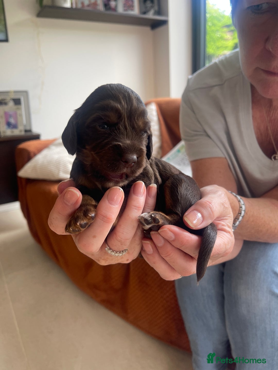 Cocker Spaniel dogs for sale:  KC Registered Working Cocker Spaniel Puppies - Image 28