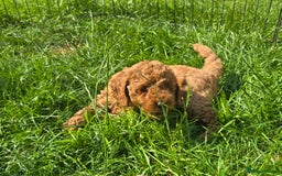 Toy Poodle dogs for sale: Fox Red poodle puppies  - Image 9