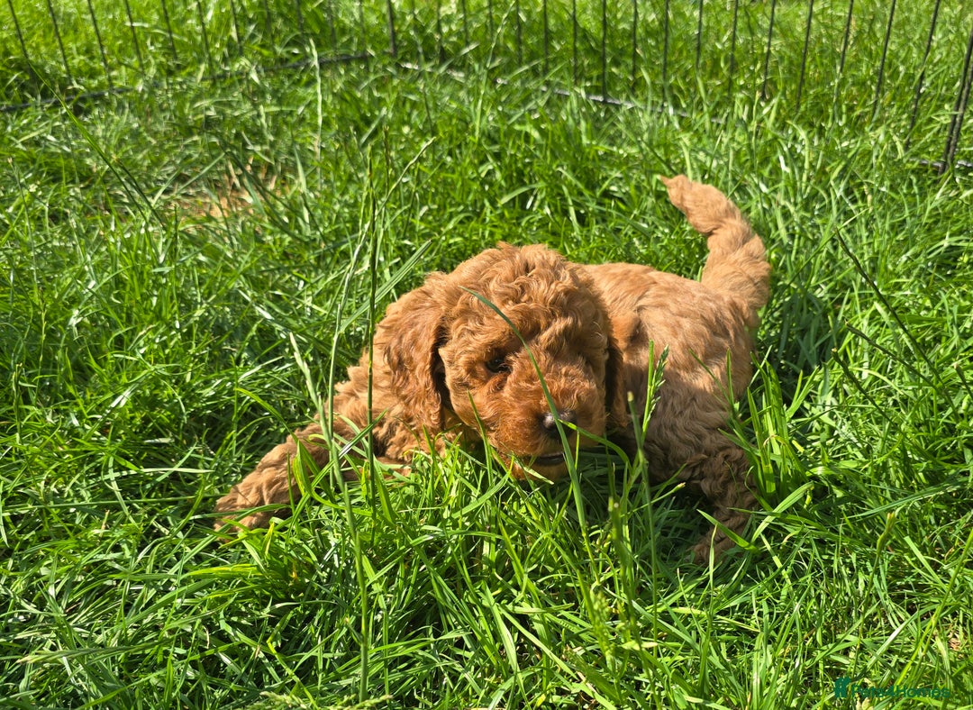 Toy Poodle dogs for sale: Fox Red poodle puppies  - Image 9
