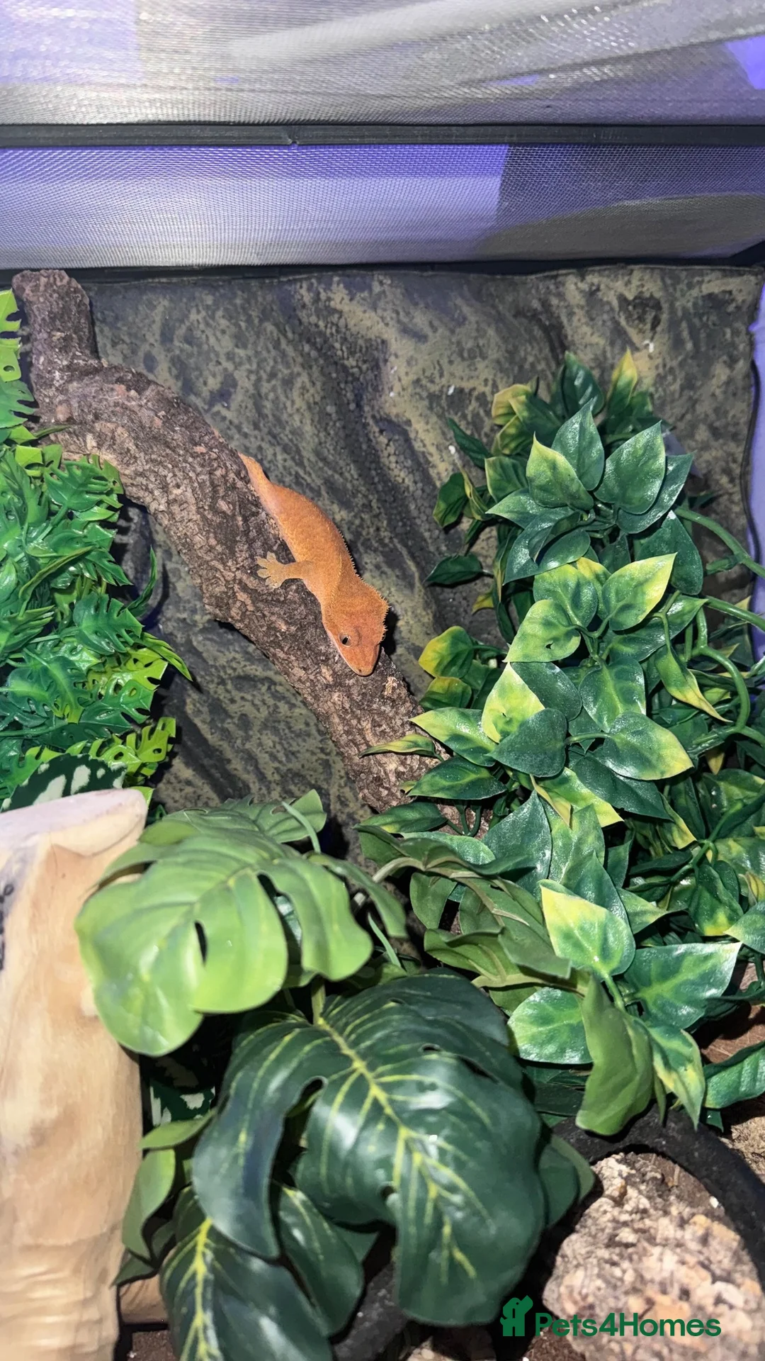 Gecko reptiles for sale: Phantom Orange Crested Gecko + setup - Advert 4