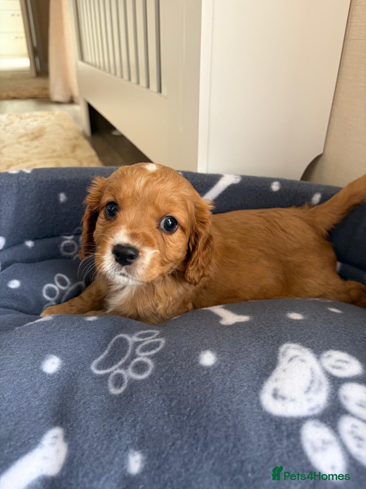 Mixed Breed dogs for sale: Cavapoo Puppies  - Advert 14