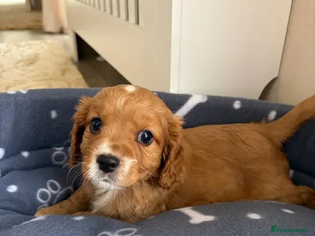Mixed Breed dogs for sale: Cavapoo Puppies - Advert 14