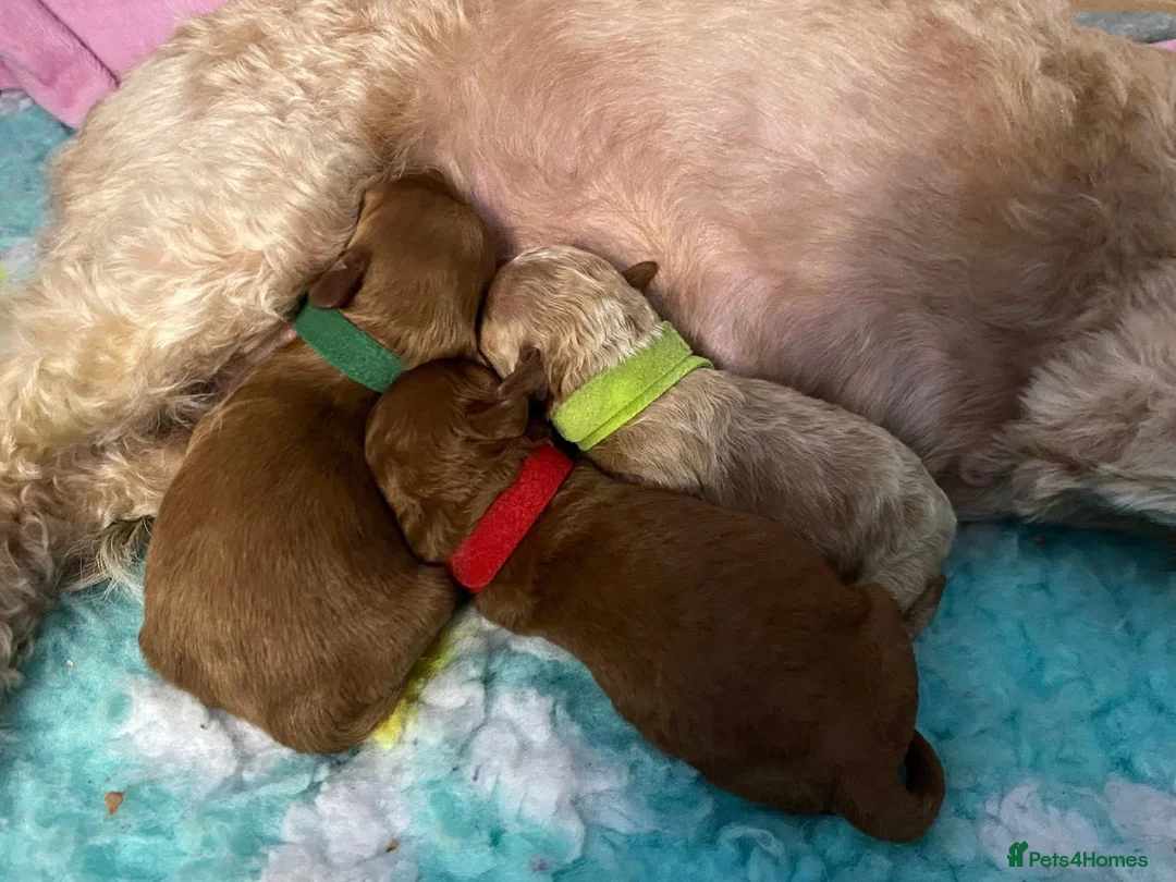 Miniature Poodle dogs for stud: KC proven registered Poodle  - Advert 2