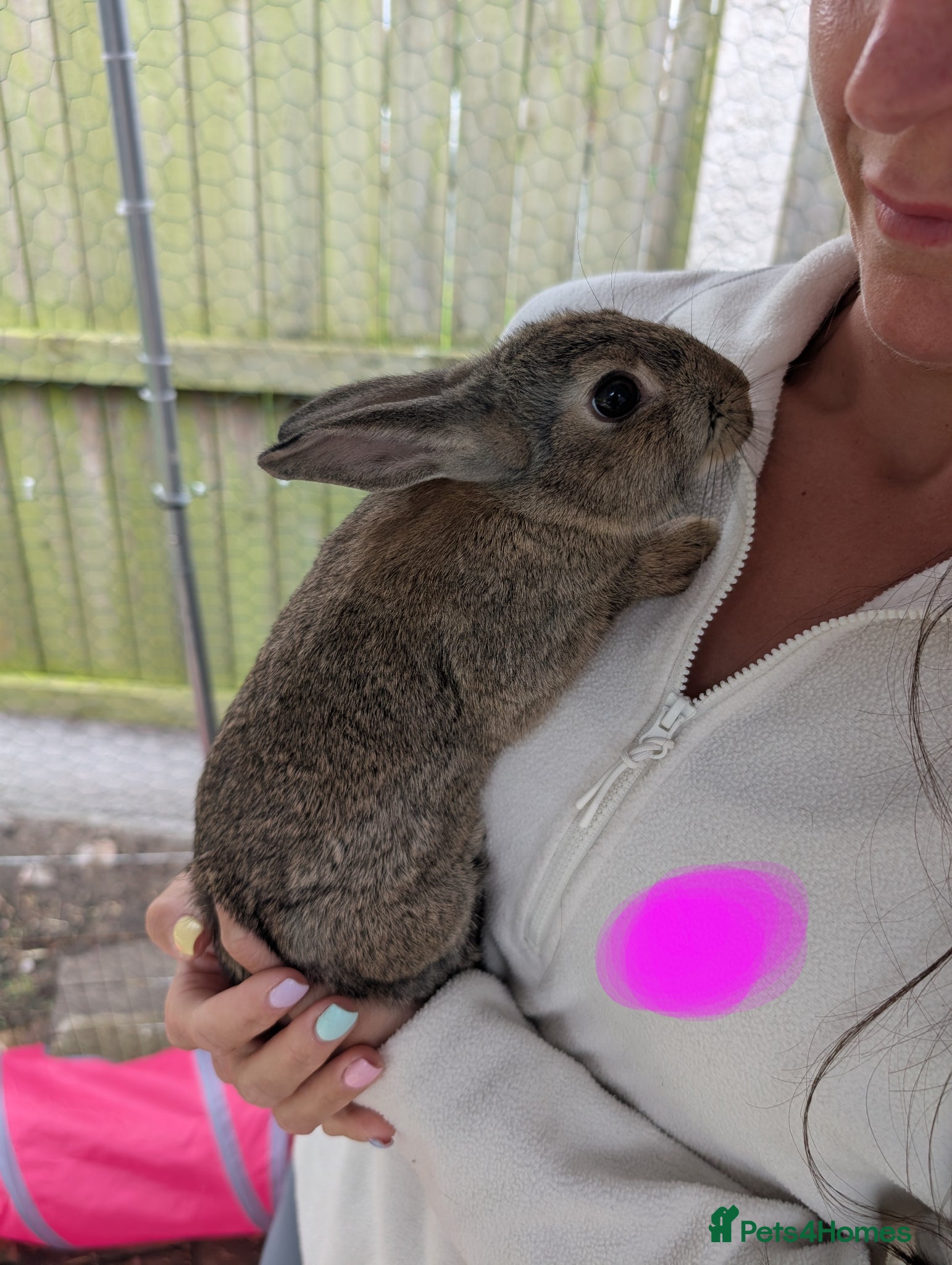 Mixed Breed rabbits for sale: Baby rabbits  - Advert 1