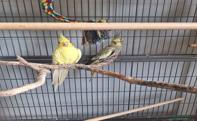 Cockatiels birds - Advert 14