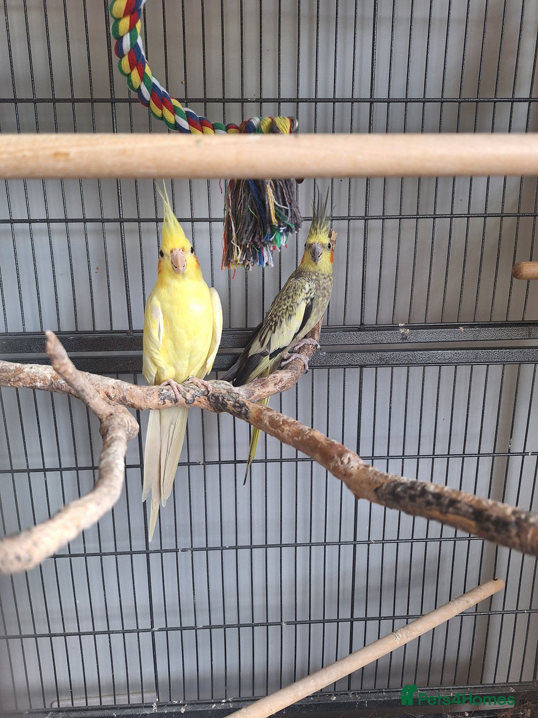 Cockatiels birds for sale: Pair of Cockatiels for sale  ( with cage) - Image 1