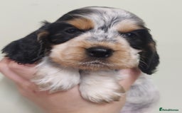 Cocker Spaniel dogs for sale: KC Show type Cocker Spaniels  in Driffield - Image 1