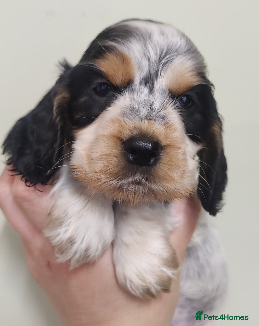 Cocker Spaniel dogs for sale: KC Show type Cocker Spaniels  in Driffield - Image 1