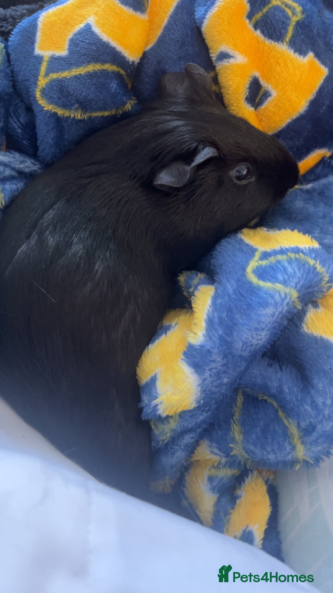 Guinea Pig rodents for sale: 2 male guinea pigs for sale - Image 3