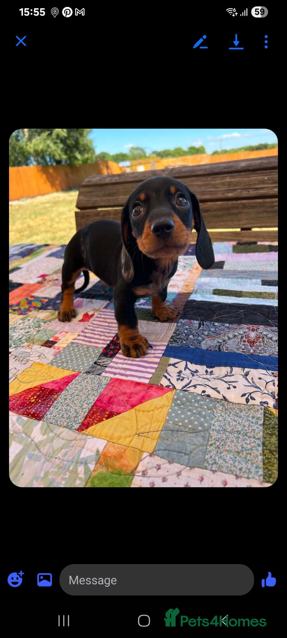 Miniature Dachshund dogs for sale: Miniature dachshund puppies for sale  - Advert 1