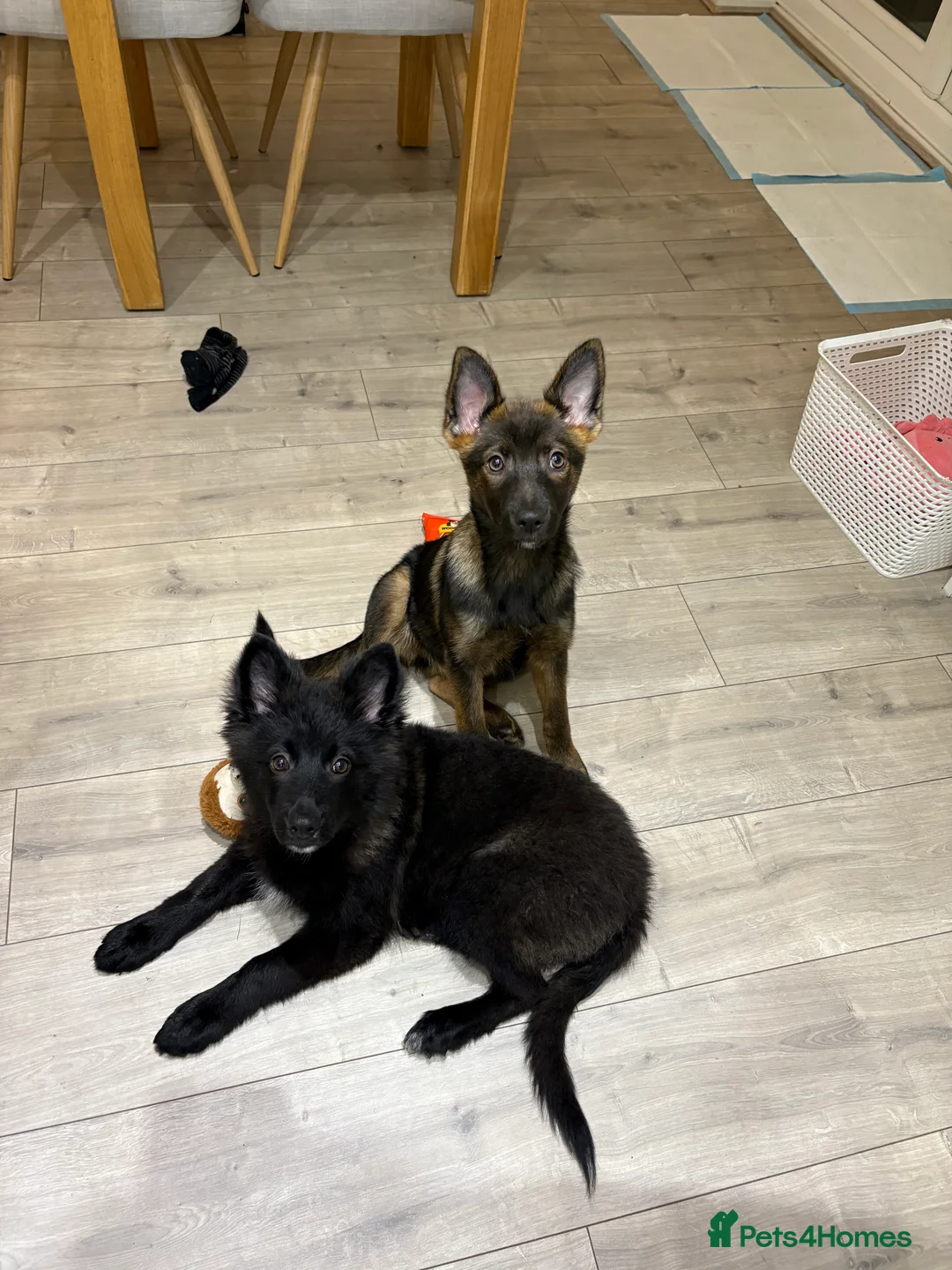 Mixed Breed dogs for sale: Pomsky x German shepherd (BOTH FOR SALE) - Advert 2