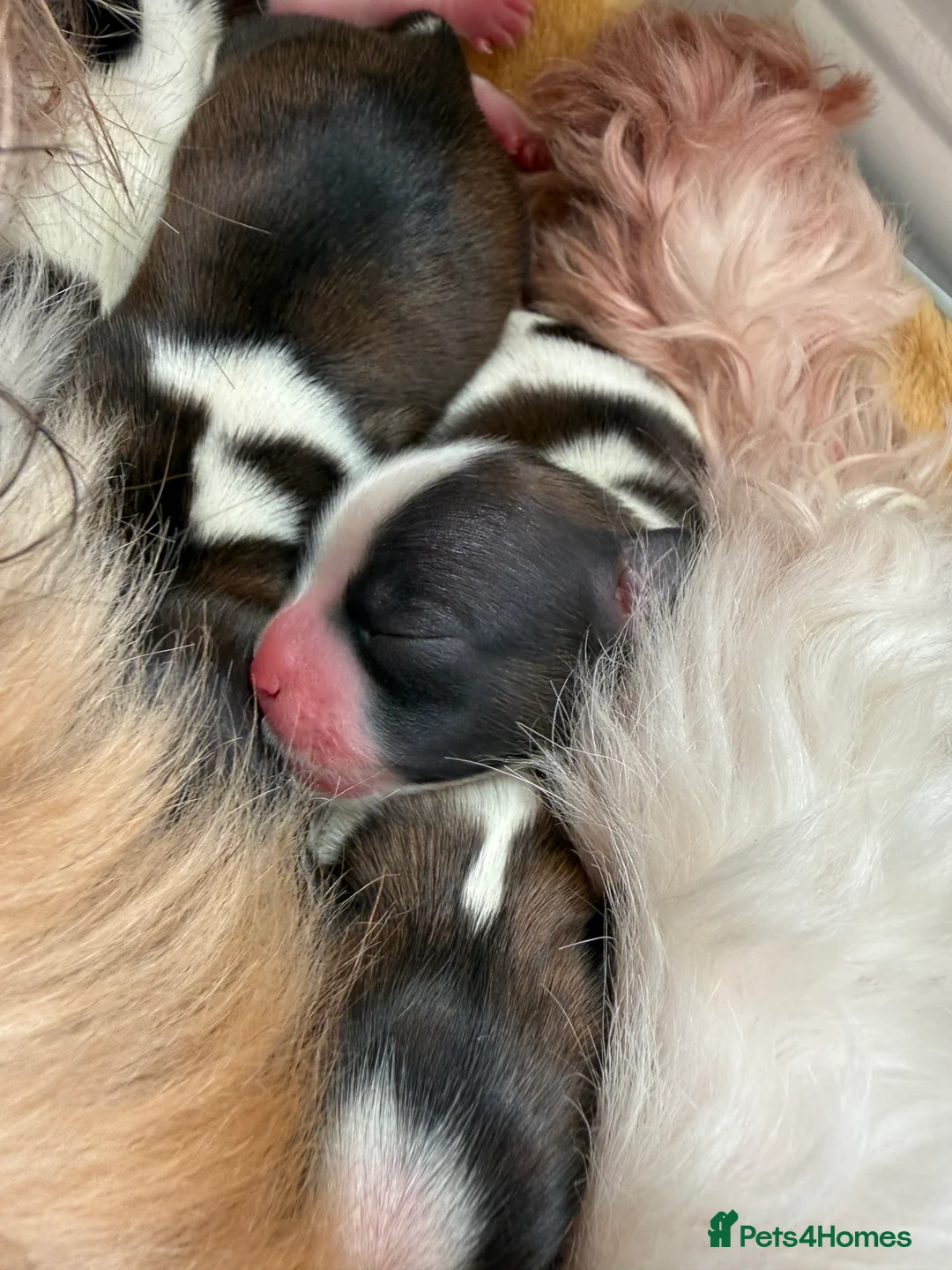 Shih Tzu dogs for sale: Purebred Shih Tzu Puppies Looking for Loving Homes - Advert 2