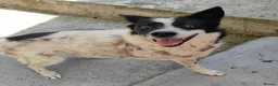 Mixed Breed dogs for adoption: ❤️ TOMMY ❤️ 3 legs, one enormous heart 🐾 in Worcester - Advert 9