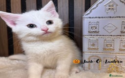 British Shorthair cats for sale: 🎃The Jack Frost Litter–Frost & Pumpkin Whiskers❄️ - Image 29