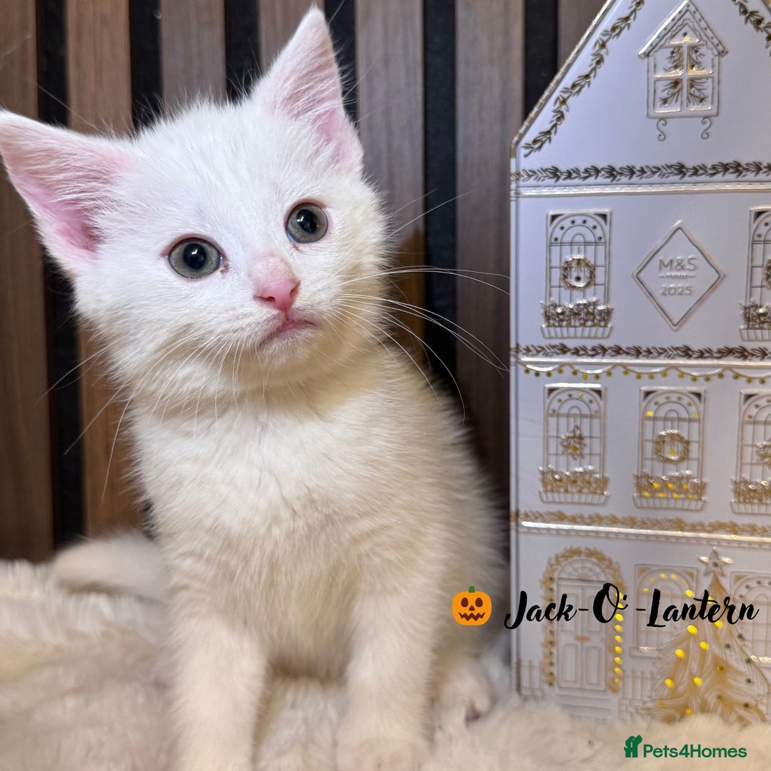 British Shorthair cats for sale: 🎃The Jack Frost Litter–Frost & Pumpkin Whiskers❄️ - Image 29