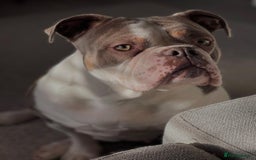 Olde English Bulldogge dogs for sale: Olde English bulldogge for sale  - Image 1