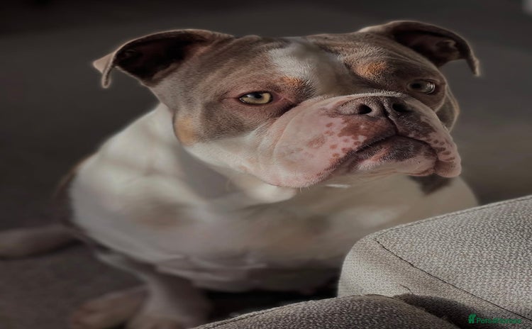 Olde English Bulldogge dogs - Advert 1