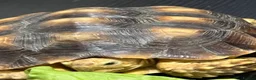 Tortoise reptiles for sale: Sulcata tortoise - Advert 2