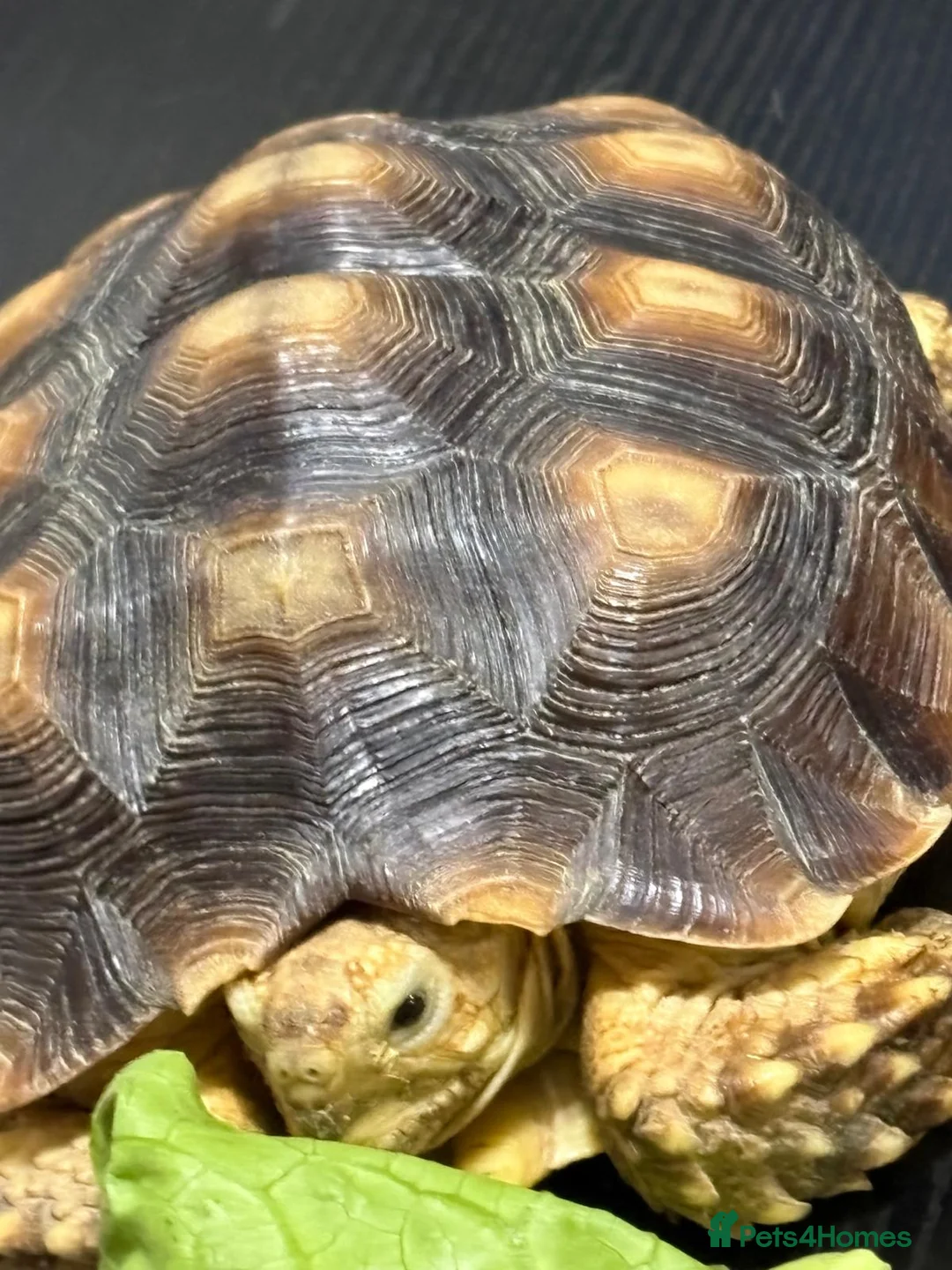 Tortoise reptiles for sale: Sulcata tortoise - Advert 2