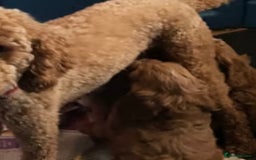 Cavapoo dogs for sale: 💙fox red cavapoo puppies💙 - Image 9