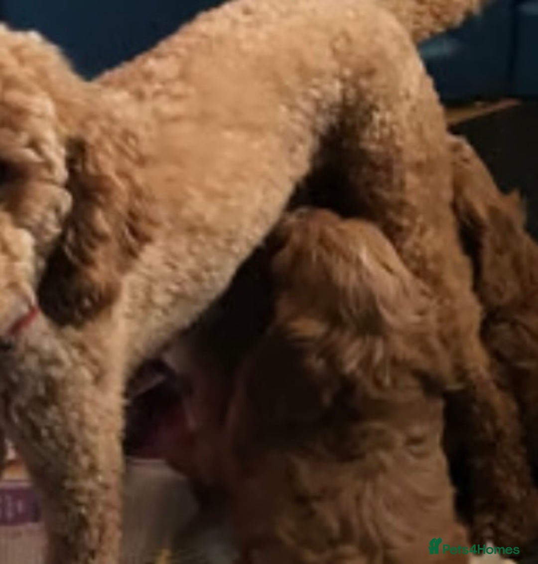Cavapoo dogs for sale: 💙fox red cavapoo puppies💙 - Image 9