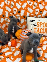 Staffordshire Bull Terrier dogs - Advert 1