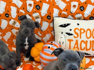 Staffordshire Bull Terrier dogs - Advert 14