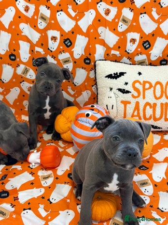 Staffordshire Bull Terrier dogs - Advert 12