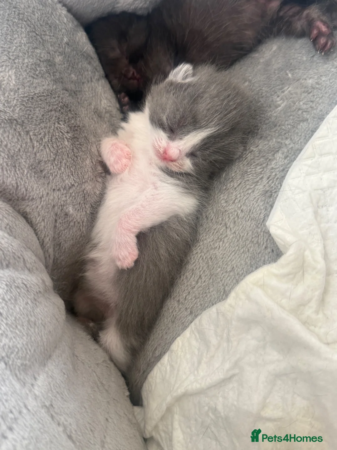 British Shorthair cats for sale: Baby kittens Scottish fold and British short hair - Advert 7