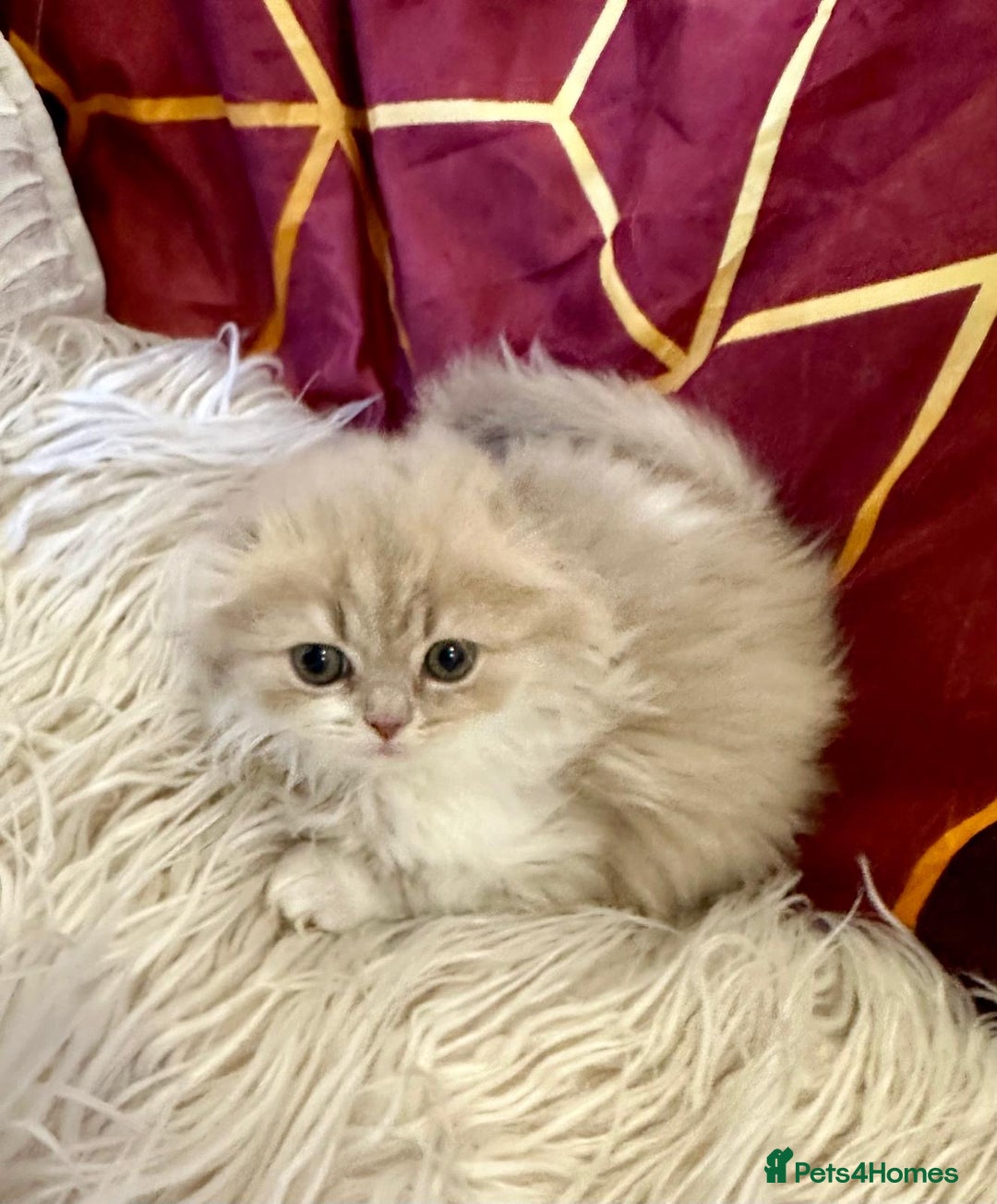 British Longhair cats for sale: 5 gorgeous baby mixed breed kittens  - Advert 10