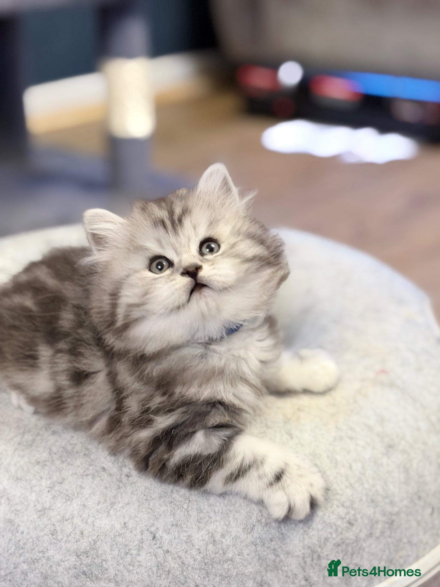 British Longhair Kitten - Female