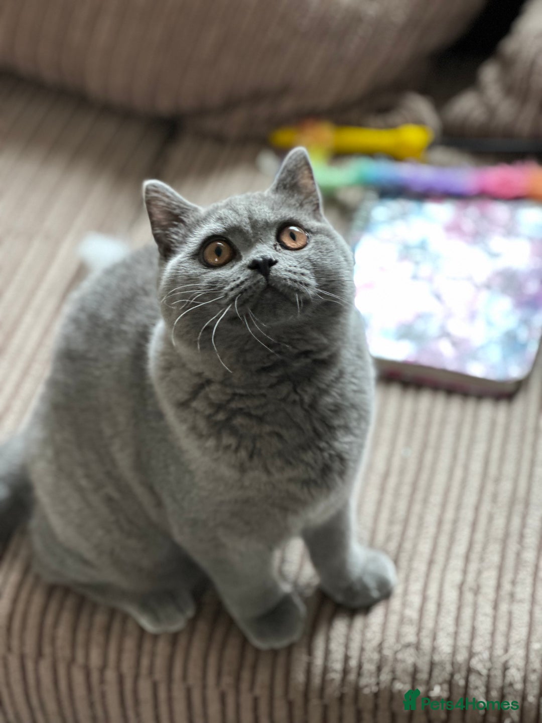 British Shorthair cats for sale: Excellent Champion line  - Image 16