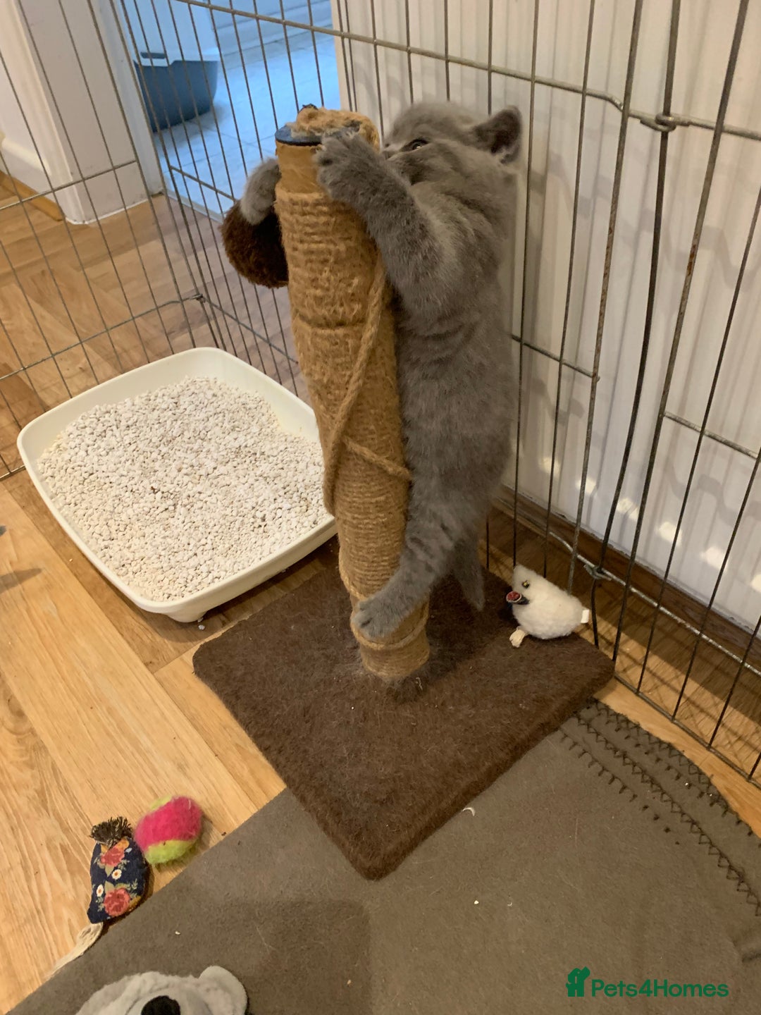 British Shorthair cats for sale: GCCF Pedigree Pure Blue British Shorthair - Advert 7