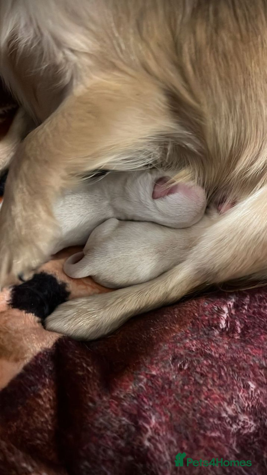 Chihuahua dogs for stud: Chihuahua for Stud - Advert 7