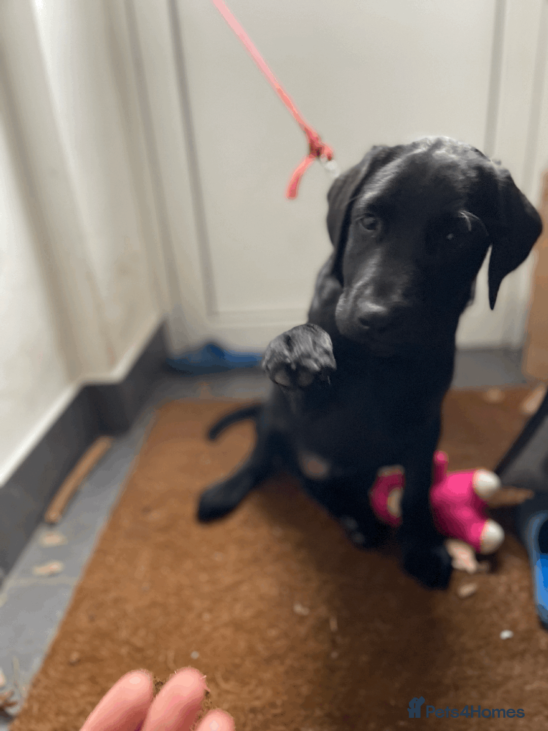 Labrador Retriever dogs for sale: Adorable Labrador Puppy-Healthy & Well-Cared-For - Image 2
