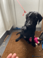 Labrador Retriever dogs - Advert 8