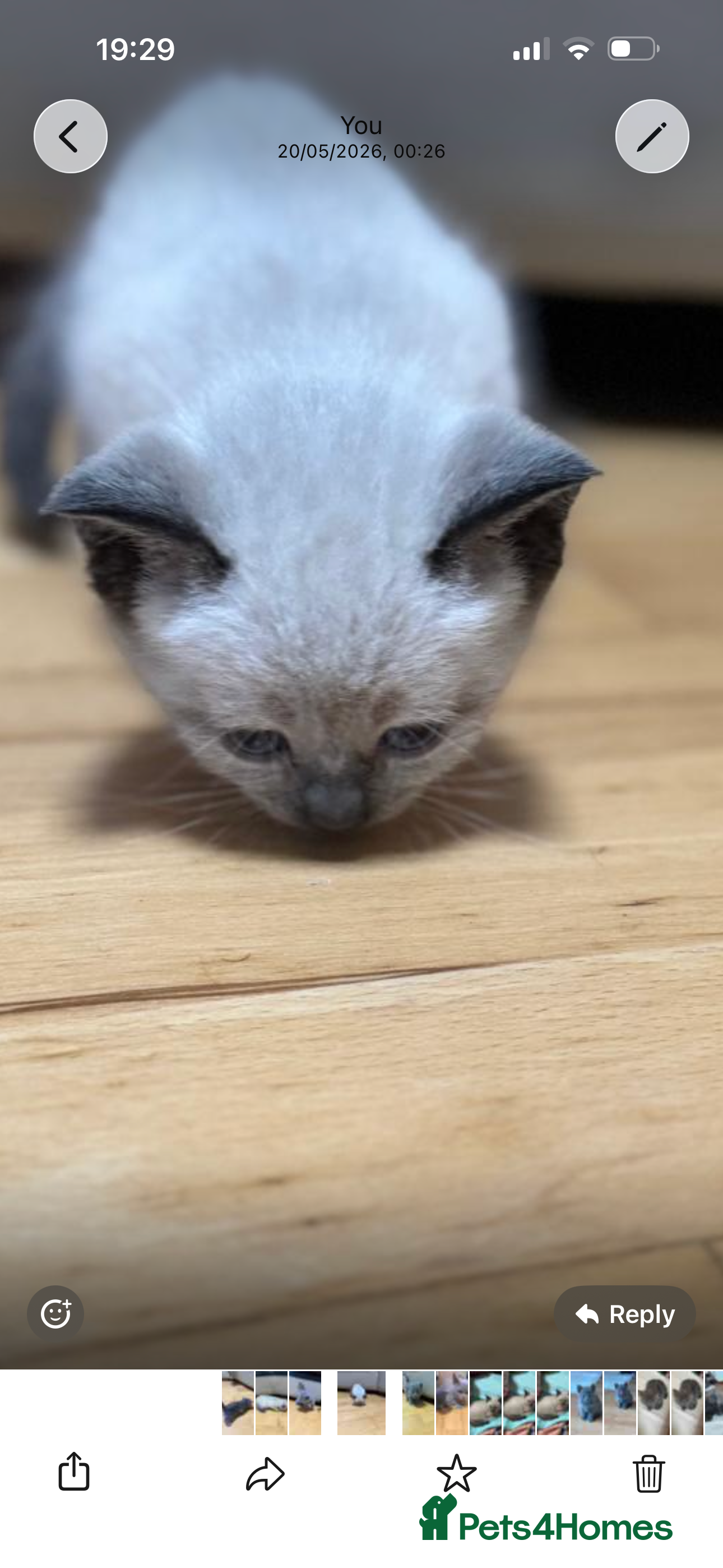 British Shorthair cats for sale: 3beautiful girls ready to find their forever home  - Advert 3