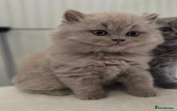 British Shorthair cats for sale: READY Pedigree British shorthair  - Image 14
